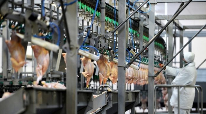 Abattage rituel : l’étourdissement préalable obligatoire en Belgique en 2019 abattage rituel halal services 696x385