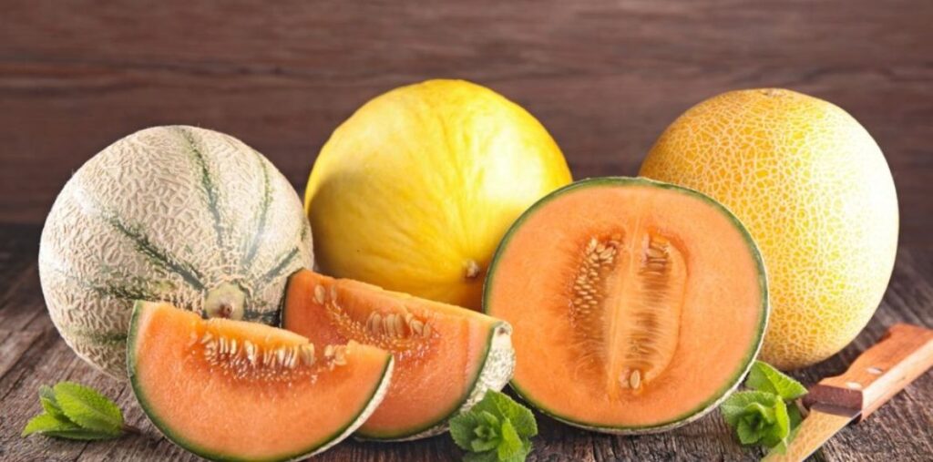 melons varietes 1068x529