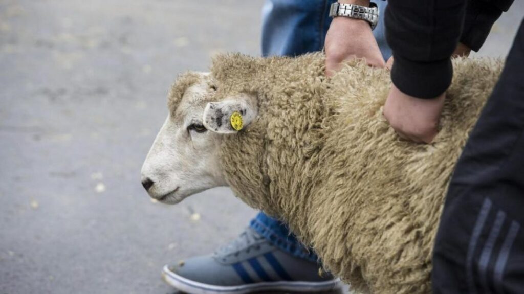 Sacrifice de mouton dans des conditions catastrophiques mouton