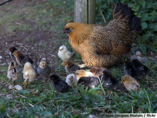 Halal Services ne pratique que l’abattage rituel sans méthodes d’étourdissement poule poussin 600x450