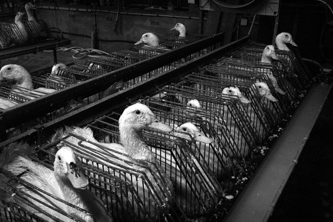 Foie gras halal : ne soyons pas complices de l’horreur torture au service de la gastronomie 3 1068x712